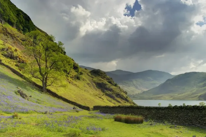 Framed Print : Bluebell (Endymion non-scriptus) flowering, mass growing in fell habitat beside lake, Crummock Water Framed Print : Bluebell (Endymion non-scriptus) flowering, mass growing in fell habitat beside lake, Crummock Water