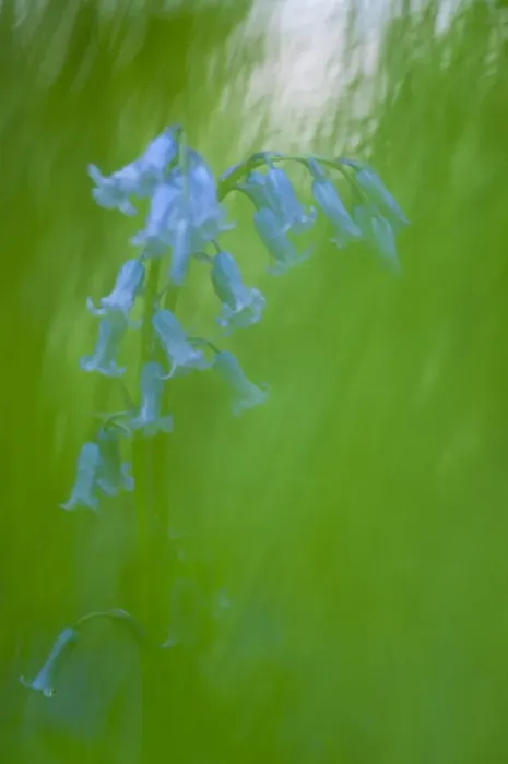 Framed Print : Bluebell (Endymion non-scriptus) flowering, soft focus, Kent, England, May Framed Print : Bluebell (Endymion non-scriptus) flowering, soft focus, Kent, England, May