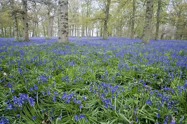 Bluebell (Endymion non-scriptus) flowering mass, growing in deciduous woodland habitat, Blickling, Norfolk, England