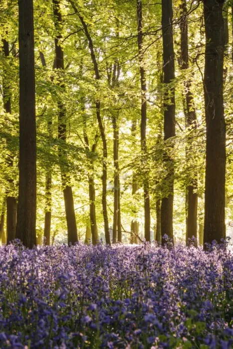 Framed Print : Bluebell (Endymion non-scriptus) flowering mass, growing in Common Beech (Fagus sylvatica) woodland habitat Framed Print : Bluebell (Endymion non-scriptus) flowering mass, growing in Common Beech (Fagus sylvatica) woodland habitat