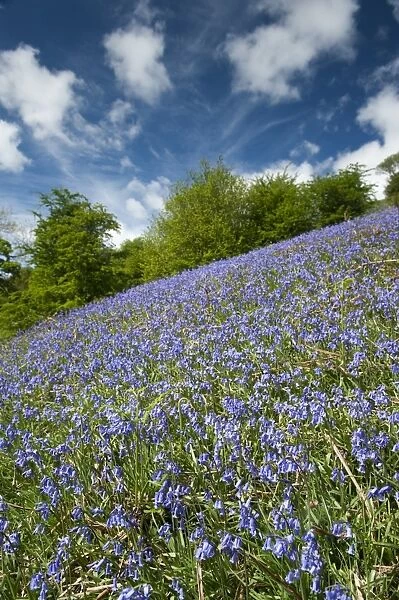 Bluebell (Endymion non-scriptus) flowering mass, covering banking habitat, Cumbria, England, June