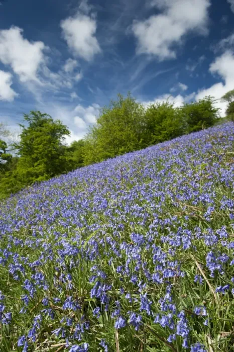 Framed Print : Bluebell (Endymion non-scriptus) flowering mass, covering banking habitat, Cumbria, England, June Framed Print : Bluebell (Endymion non-scriptus) flowering mass, covering banking habitat, Cumbria, England, June