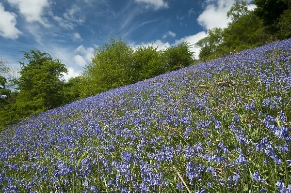 Bluebell (Endymion non-scriptus) flowering mass, covering banking habitat, Cumbria, England, June
