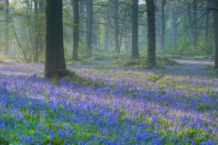 Framed Print : Bluebell (Endymion non-scriptus) flowering mass, growing in oak woodland habitat at dawn, Norfolk, England, April Framed Print : Bluebell (Endymion non-scriptus) flowering mass, growing in oak woodland habitat at dawn, Norfolk, England, April