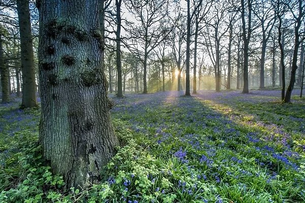 Bluebell (Endymion non-scriptus) flowering mass, growing in oak woodland habitat at dawn, Norfolk, England, April