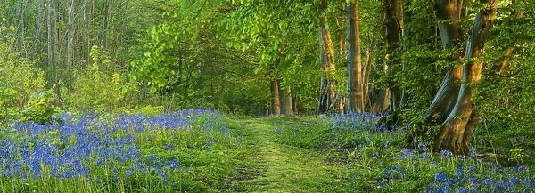 Bluebell (Endymion non-scriptus) flowering mass, growing beside path in deciduous woodland habitat, Kent, England