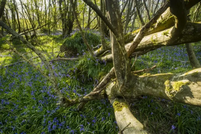 Framed Print : Bluebell (Endymion non-scriptus) flowering mass, growing beside fallen Common Ash (Fraxinus excelsior) Framed Print : Bluebell (Endymion non-scriptus) flowering mass, growing beside fallen Common Ash (Fraxinus excelsior)