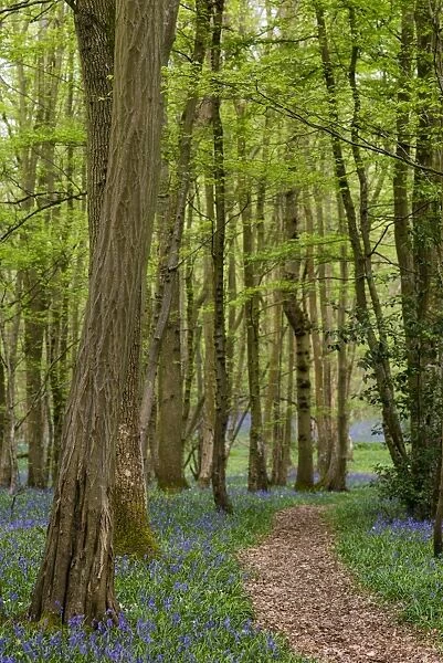 Bluebell (Endymion non-scriptus) flowering mass, growing beside path in deciduous woodland habitat, Kent, England