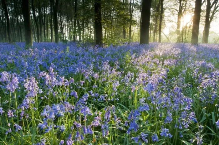 Framed Print : Bluebell (Endymion non-scriptus) flowering mass, in Common Beech (Fagus sylvatica) woodland habitat at sunrise, Kent Framed Print : Bluebell (Endymion non-scriptus) flowering mass, in Common Beech (Fagus sylvatica) woodland habitat at sunrise, Kent
