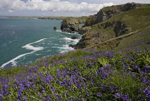 Bluebell (Endymion non-scriptus) flowering mass, growing in clifftop habitat, near Mullion Cove, The Lizard, Cornwall