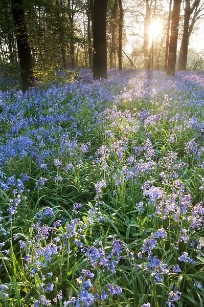 Bluebell (Endymion non-scriptus) flowering mass, in Common Beech (Fagus sylvatica) woodland habitat at sunrise, Kent