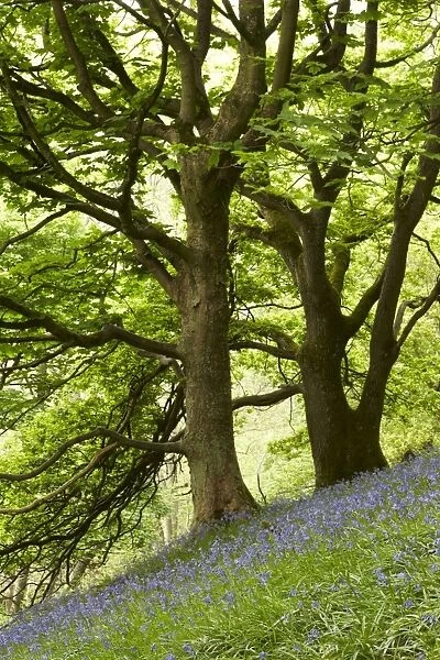 Bluebell (Endymion non-scriptus) flowering mass, growing on steep hillside in woodland habitat, Shropshire, England