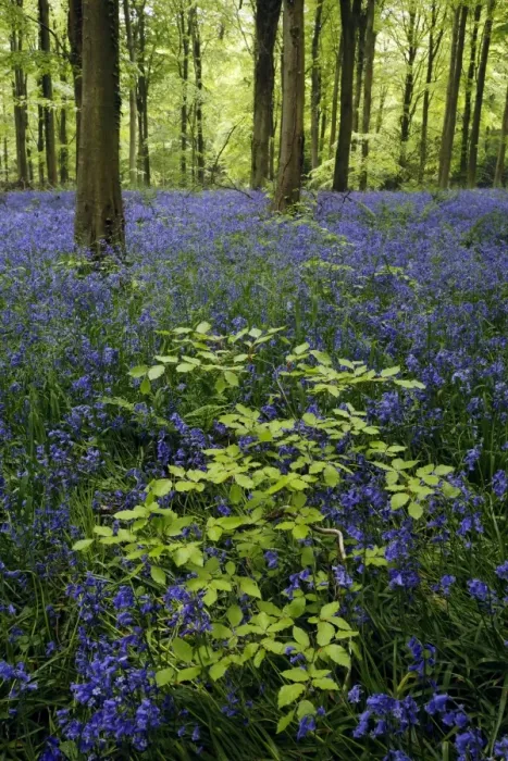 Framed Print : Bluebell (Endymion non-scriptus) flowering mass, growing with sapling in Common Beech (Fagus sylvatica) Framed Print : Bluebell (Endymion non-scriptus) flowering mass, growing with sapling in Common Beech (Fagus sylvatica)