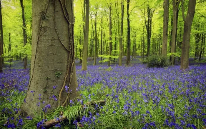 Framed Print : Bluebell (Endymion non-scriptus) flowering mass, growing in Common Beech (Fagus sylvatica) woodland habitat, Sussex Framed Print : Bluebell (Endymion non-scriptus) flowering mass, growing in Common Beech (Fagus sylvatica) woodland habitat, Sussex
