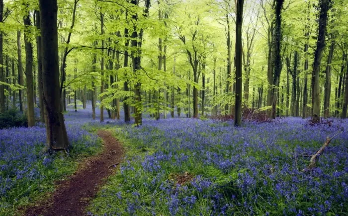 Framed Print : Bluebell (Endymion non-scriptus) flowering mass, growing beside path in Common Beech (Fagus sylvatica) Framed Print : Bluebell (Endymion non-scriptus) flowering mass, growing beside path in Common Beech (Fagus sylvatica)