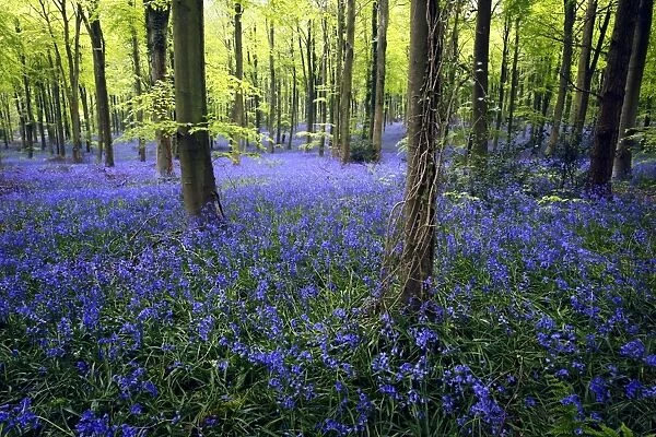 Bluebell (Endymion non-scriptus) flowering mass, growing in Common Beech (Fagus sylvatica) woodland habitat, Sussex