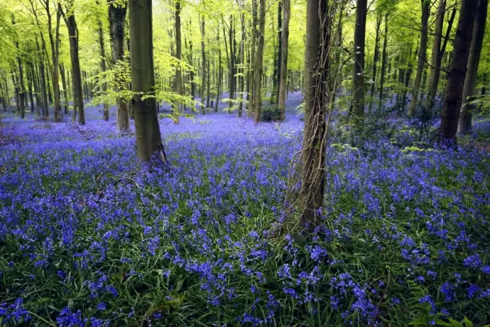 Framed Print : Bluebell (Endymion non-scriptus) flowering mass, growing in Common Beech (Fagus sylvatica) woodland habitat, Sussex Framed Print : Bluebell (Endymion non-scriptus) flowering mass, growing in Common Beech (Fagus sylvatica) woodland habitat, Sussex