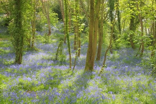 Bluebell (Endymion non-scriptus) flowering mass, growing in deciduous woodland habitat, Guernsey, Channel Islands, May