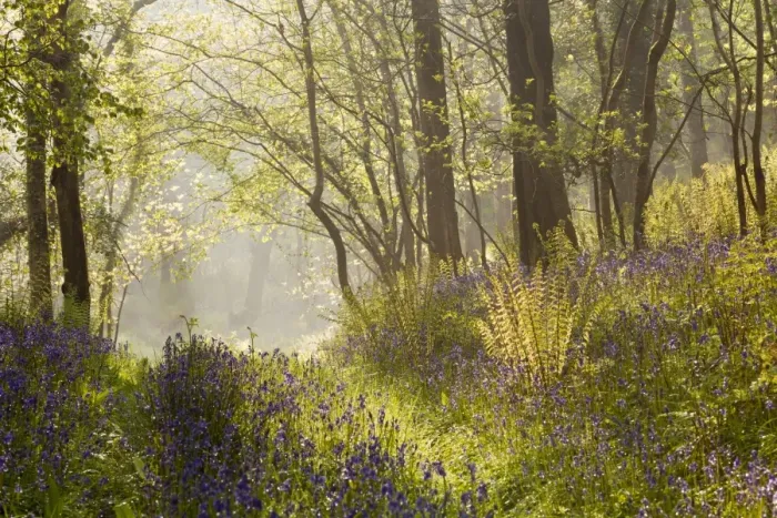 Framed Print : Bluebell (Endymion non-scriptus) flowering mass, growing in woodland habitat with morning mist beginning to lift