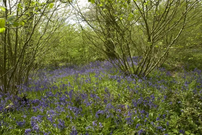 Framed Print : Bluebell, Hyacinthoides non-scripta, flowering, in hazel woodland habitat, Berkshire Downs, England, May Framed Print : Bluebell, Hyacinthoides non-scripta, flowering, in hazel woodland habitat, Berkshire Downs, England, May