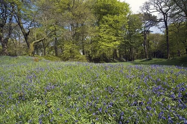 bluebells flowering at Blackbury Camp, a Devon Iron-age fort, with beech and oak trees in young leaf on a bright spring