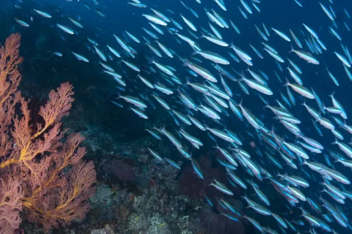 Framed Print : Bluestreak Fusilier (Pterocaesio tile) adults, shoal swimming in reef habitat, Gunung Api, Banda Sea, Indonesia