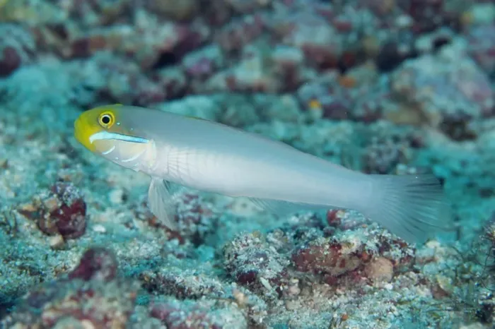 Framed Print : Bluestreak Goby (Valenciennea strigata) adult, Palau Auri, Roon, Raja Ampat Islands (Four Kings), West Papua Framed Print : Bluestreak Goby (Valenciennea strigata) adult, Palau Auri, Roon, Raja Ampat Islands (Four Kings), West Papua