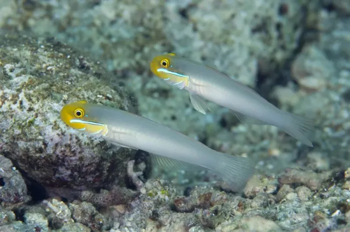 Framed Print : Bluestreak Goby (Valenciennea strigata) adult pair, swimming in reef, Tutuntute, Wetar Island, Barat Daya Islands, Lesser Sunda Islands, Maluku Province, Indonesia Framed Print : Bluestreak Goby (Valenciennea strigata) adult pair, swimming in reef, Tutuntute, Wetar Island, Barat Daya Islands, Lesser Sunda Islands, Maluku Province, Indonesia