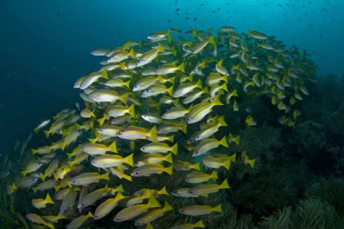 Framed Print : Bluestripe Snapper (Lutjanus kasmira) adults, school swimming over reef, Mioskon, Dampier Straits, Raja Ampat Framed Print : Bluestripe Snapper (Lutjanus kasmira) adults, school swimming over reef, Mioskon, Dampier Straits, Raja Ampat