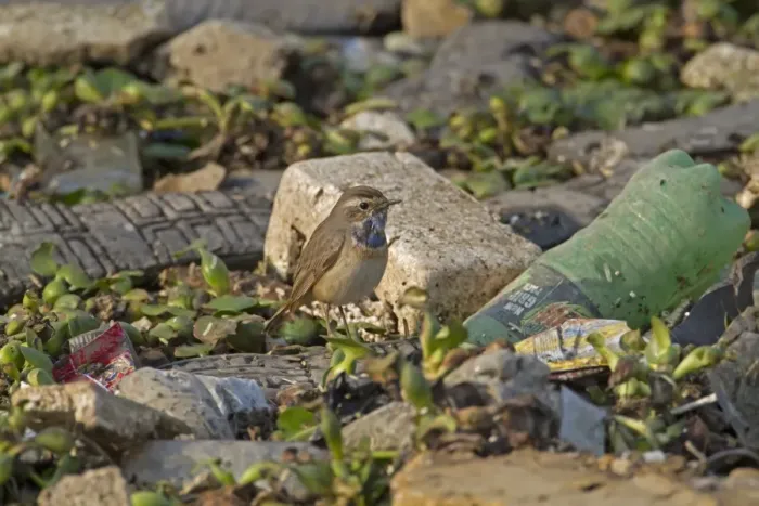 Framed Print : Bluethroat (Luscinia svecica) adult male, standing amongst discarded rubbish, Sundarbans, Ganges Delta, West Bengal Framed Print : Bluethroat (Luscinia svecica) adult male, standing amongst discarded rubbish, Sundarbans, Ganges Delta, West Bengal