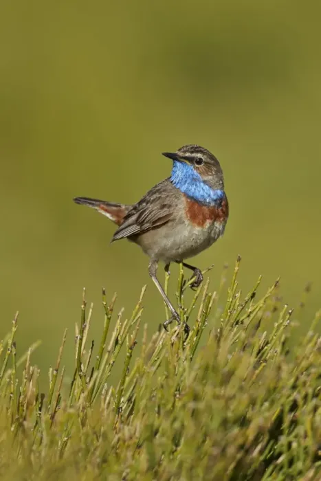 Framed Print : Bluethroat (Luscinia svecica) adult male, perched on bush, Sierra de Bejar, Salamanca, Castilla y Leon, Spain, May Framed Print : Bluethroat (Luscinia svecica) adult male, perched on bush, Sierra de Bejar, Salamanca, Castilla y Leon, Spain, May