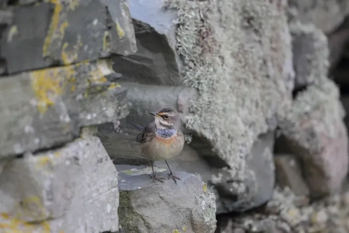 Framed Print : Bluethroat (Luscinia svecica svecica) immature male, first winter plumage, passage migrant standing on drystone wall