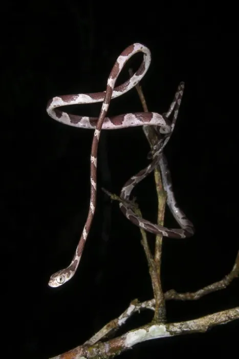 Framed Print : Blunt-headed Tree Snake (Imantodes cenchoa) adult, hunting amongst branches at night, Los Amigos Biological Station, Madre de Dios, Amazonia, Peru Framed Print : Blunt-headed Tree Snake (Imantodes cenchoa) adult, hunting amongst branches at night, Los Amigos Biological Station, Madre de Dios, Amazonia, Peru