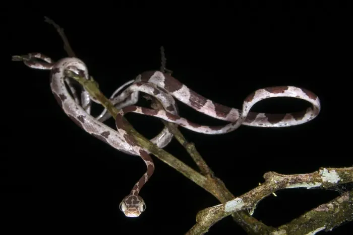 Framed Print : Blunt-headed Tree Snake (Imantodes cenchoa) adult, hunting amongst branches at night, Los Amigos Biological Station Framed Print : Blunt-headed Tree Snake (Imantodes cenchoa) adult, hunting amongst branches at night, Los Amigos Biological Station
