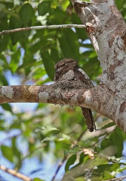 Blyths Frogmouth (Batrachostomus affinis) adult, sitting at nest on branch, Taman Negara N. P