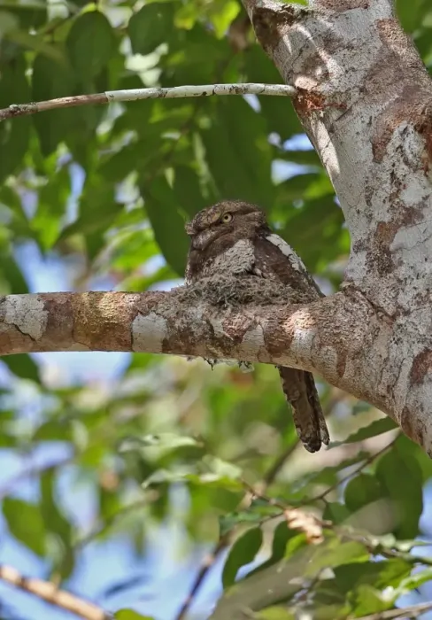 Framed Print : Blyths Frogmouth (Batrachostomus affinis) adult, sitting at nest on branch, Taman Negara N. P Framed Print : Blyths Frogmouth (Batrachostomus affinis) adult, sitting at nest on branch, Taman Negara N. P