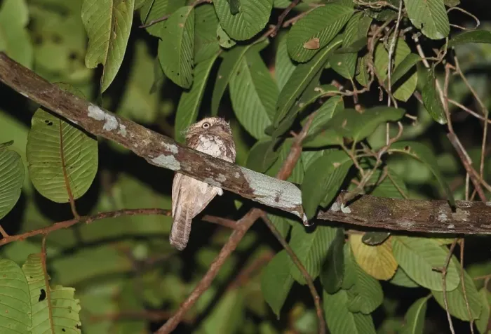 Framed Print : Blyths Frogmouth (Batrachostomus affinis) adult male, perched on branch, Way Kambas N. P Framed Print : Blyths Frogmouth (Batrachostomus affinis) adult male, perched on branch, Way Kambas N. P