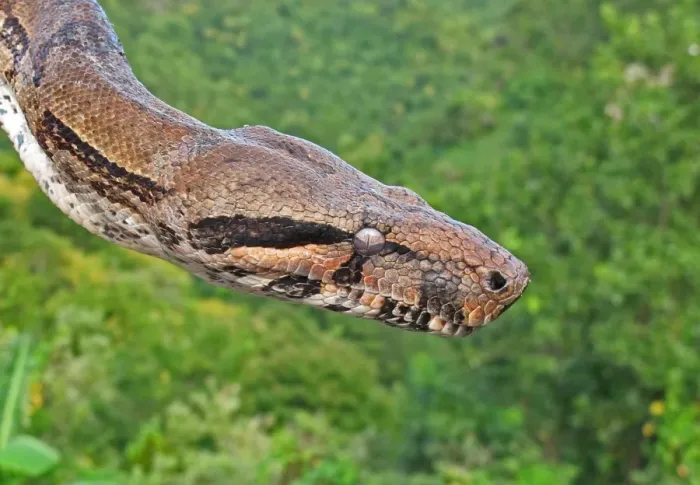Framed Print : Boa Constrictor (Boa constrictor orphias) adult, close-up of head, ready to slough skin, St Framed Print : Boa Constrictor (Boa constrictor orphias) adult, close-up of head, ready to slough skin, St