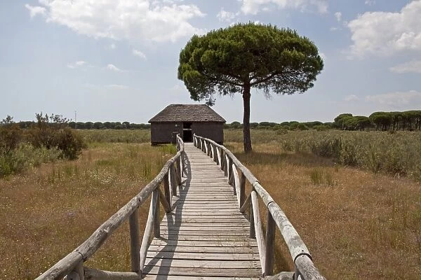 Board walk to one of many hides found in the Coto Donana National Park, Spain