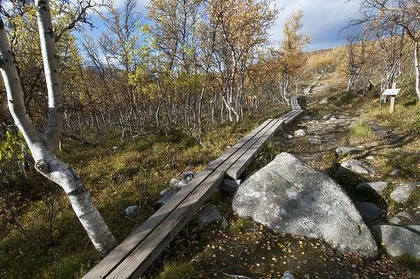 Boardwalk leading through birch forest to summit of fell, Saana Fell, Kilpisjarvi, Enontekio, Lapland, Finland