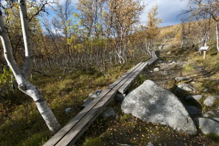 Framed Print : Boardwalk leading through birch forest to summit of fell, Saana Fell, Kilpisjarvi, Enontekio, Lapland, Finland Framed Print : Boardwalk leading through birch forest to summit of fell, Saana Fell, Kilpisjarvi, Enontekio, Lapland, Finland