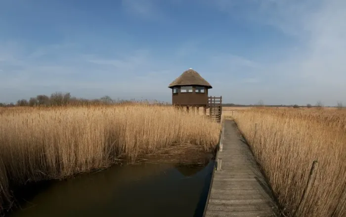 Framed Print : Boardwalk and raised hide in reedbed habitat, Hickling Broad, River Thurne, The Broads N. P. Norfolk, England, march Framed Print : Boardwalk and raised hide in reedbed habitat, Hickling Broad, River Thurne, The Broads N. P. Norfolk, England, march