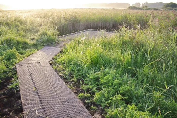 Framed Print : Boardwalk and viewing platform in reedbed of river valley fen habitat at sunrise, Middle Fen Framed Print : Boardwalk and viewing platform in reedbed of river valley fen habitat at sunrise, Middle Fen