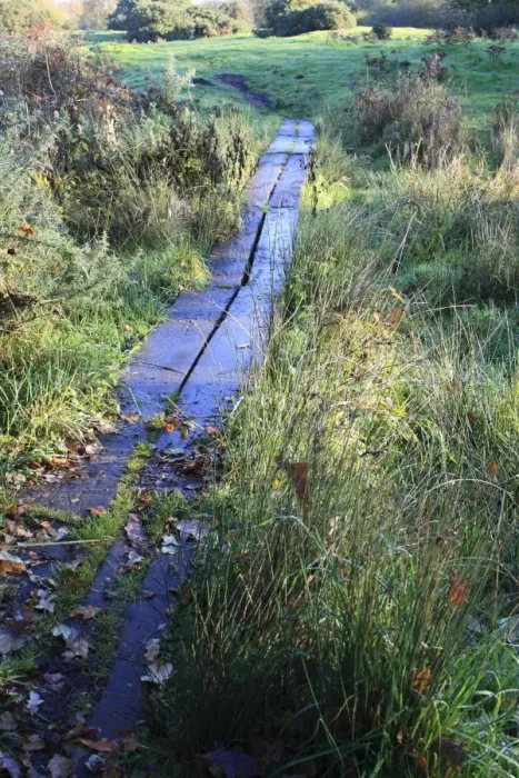 Framed Print : Boardwalk over wet ground at edge of heathland, in valley fen reserve, Market Weston Fen, Market Weston, Suffolk