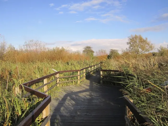 Framed Print : Boardwalk in wetland habitat, Rye Meads RSPB Reserve, Hoddesdon, Lea Valley, Hertfordshire, England, october Framed Print : Boardwalk in wetland habitat, Rye Meads RSPB Reserve, Hoddesdon, Lea Valley, Hertfordshire, England, october