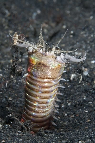 Bobbit Worm (Eunice aphroditois) adult, with jaws open outside of hole at night, Lembeh Straits, Sulawesi