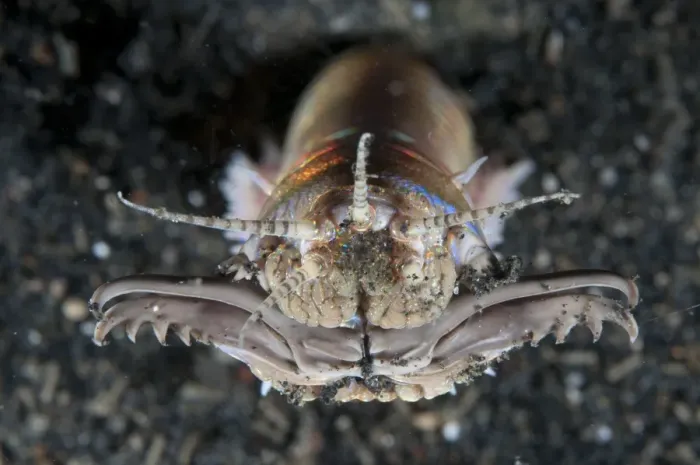 Framed Print : Bobbit Worm (Eunice aphroditois) adult, with jaws open, emerging from hole, Lembeh Straits, Sulawesi, Sunda Islands Framed Print : Bobbit Worm (Eunice aphroditois) adult, with jaws open, emerging from hole, Lembeh Straits, Sulawesi, Sunda Islands
