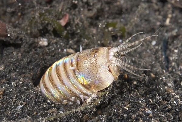 Bobbit Worm (Eunice sp. ) adult, buried in sand, Lembeh Straits, Sulawesi, Sunda Islands, Indonesia