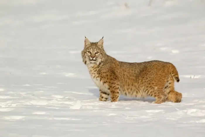 Framed Print : Bobcat (Lynx rufus) adult, alert, standing in snow, Montana, U. S. A. january (captive) Framed Print : Bobcat (Lynx rufus) adult, alert, standing in snow, Montana, U. S. A. january (captive)