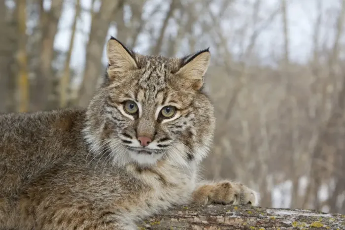 Framed Print : Bobcat (Lynx rufus) adult, close-up of head, resting on tree branch, Minnesota, U. S. A. January (captive)